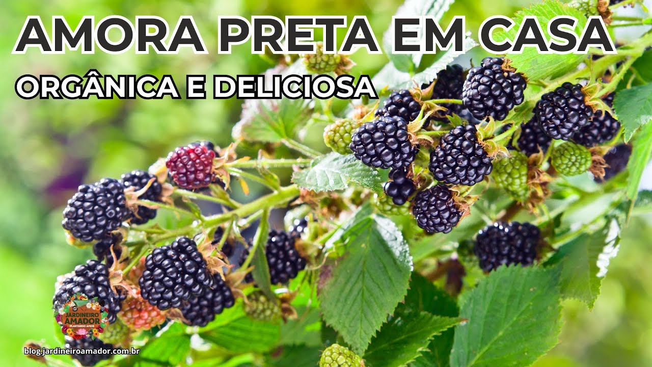 Como Plantar Amora Preta ou do Ébano | Jardineiro Amador