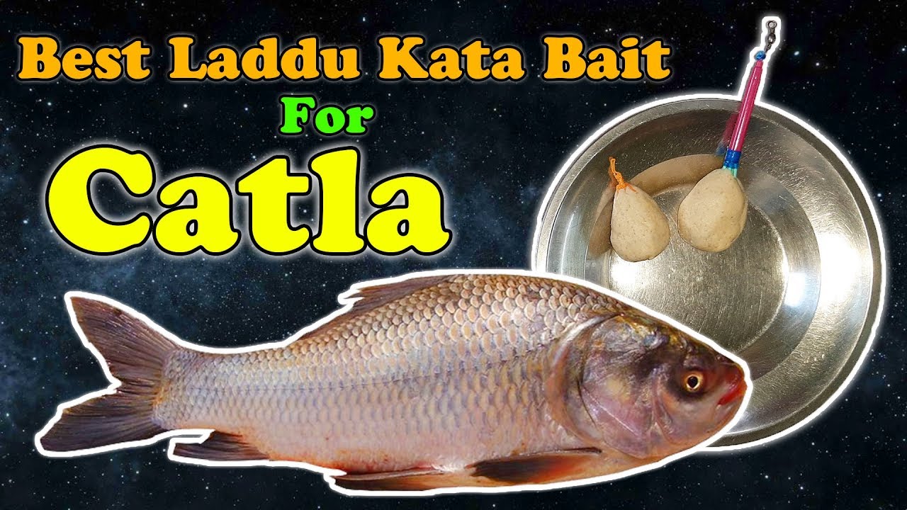 Best Laddu Kata Bait For Catla - English Subtitles