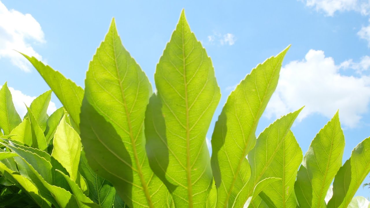 How we prune and feed Fatsia Japonica (False Castor Oil plants)