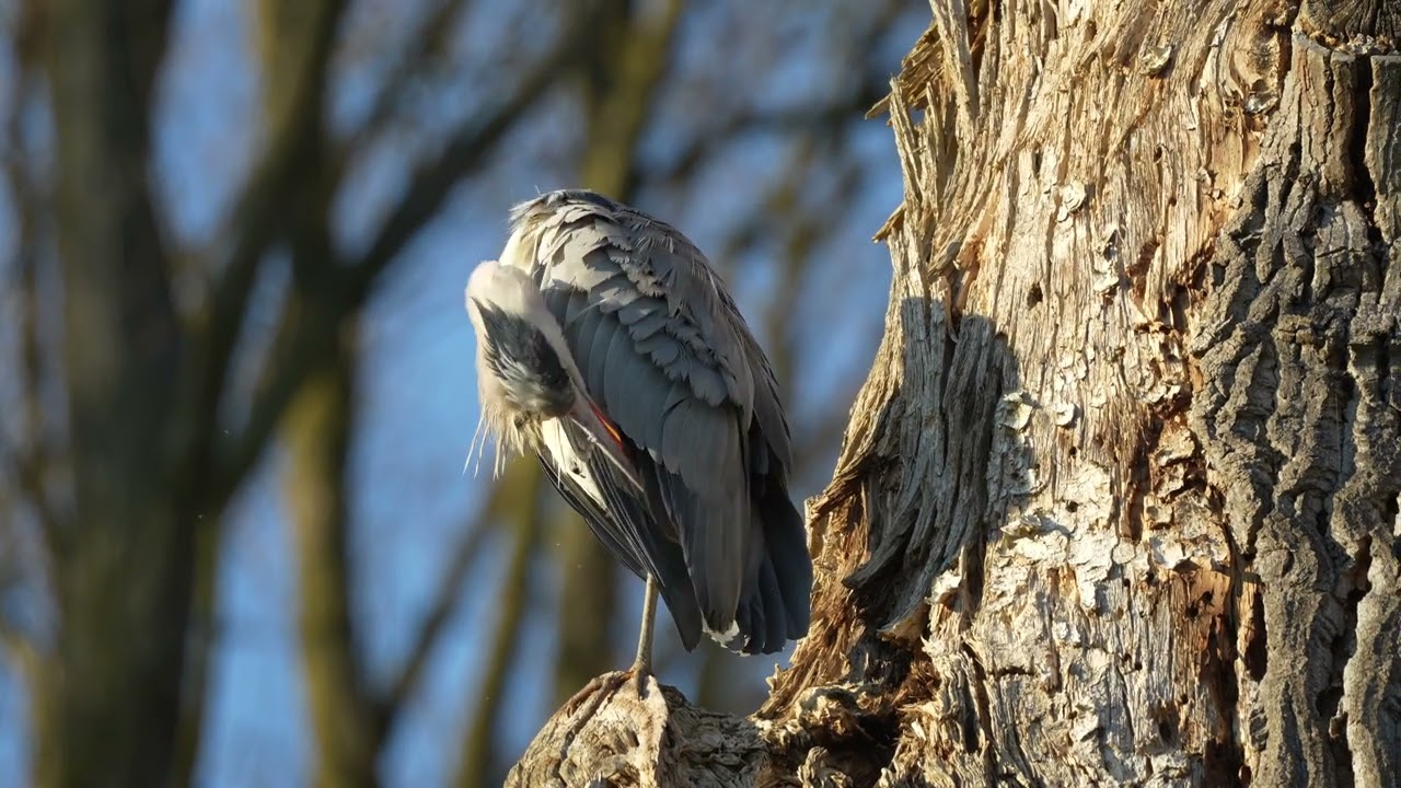 Graureiher Sony A7IV & FE 70-300G 4K 50Fps XAVC HS 4K (3840 × 2160)