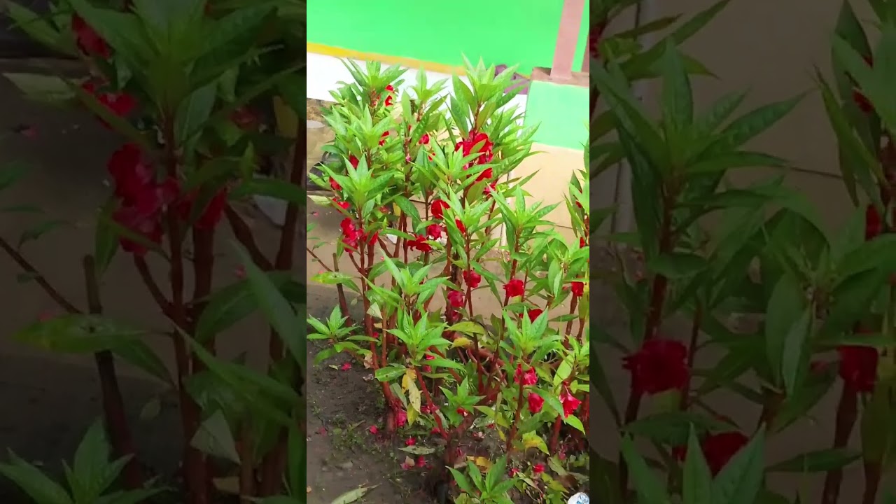 Tingkah lucu monyet jinak saat mau mandi pagi