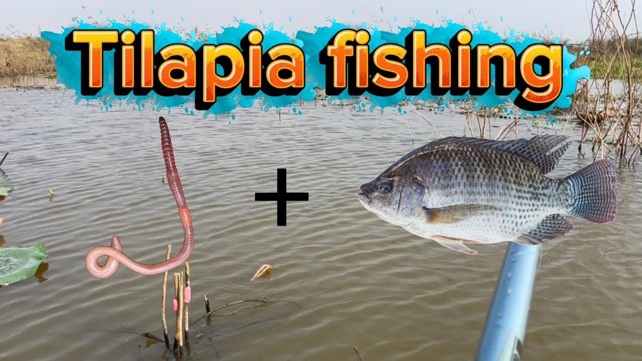 EP01 | Fishing techniques using natural bait | Natural fishing video