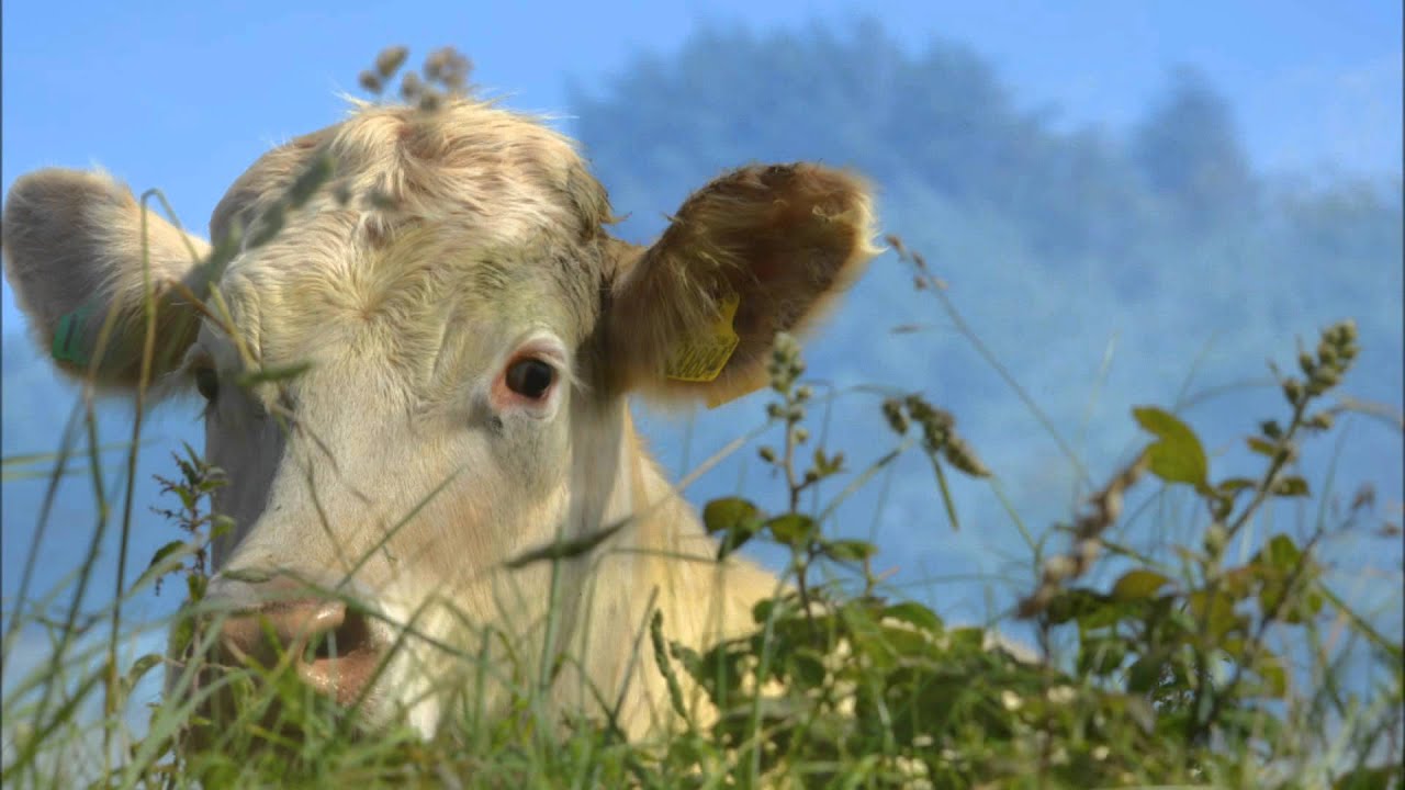 Doc Martin Series 7 Podcast #5