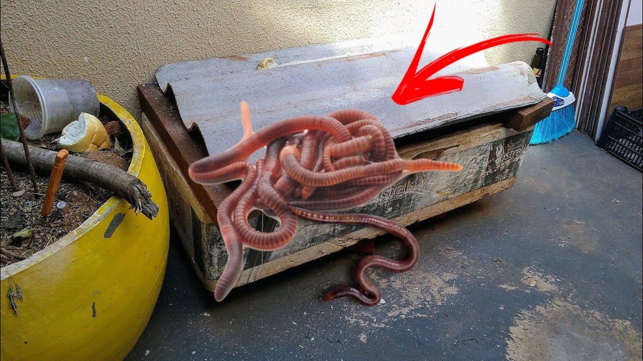 Jeito fácil de criar minhocas para PESCA