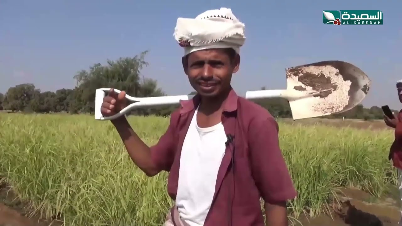لأول مرة تجربة فريدة بزراعة الأرز المزة في وادي مور