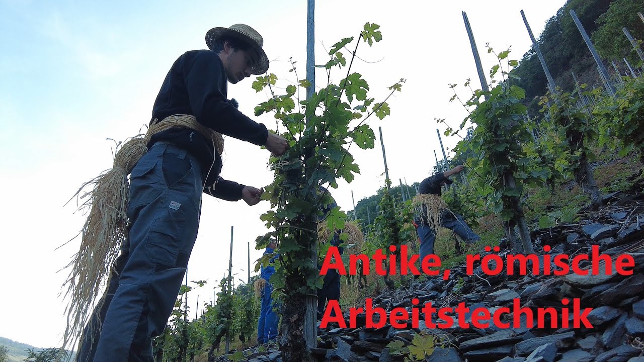 So funktionieren die Laubarbeiten im Weinberg | Das Aufbinden