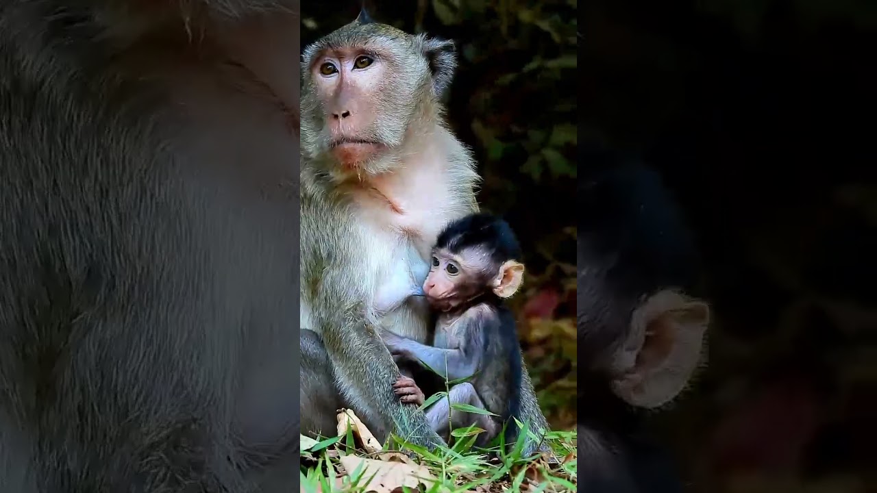 Monkey Grab In Cambodia Good All Monkeys In Khmer #468