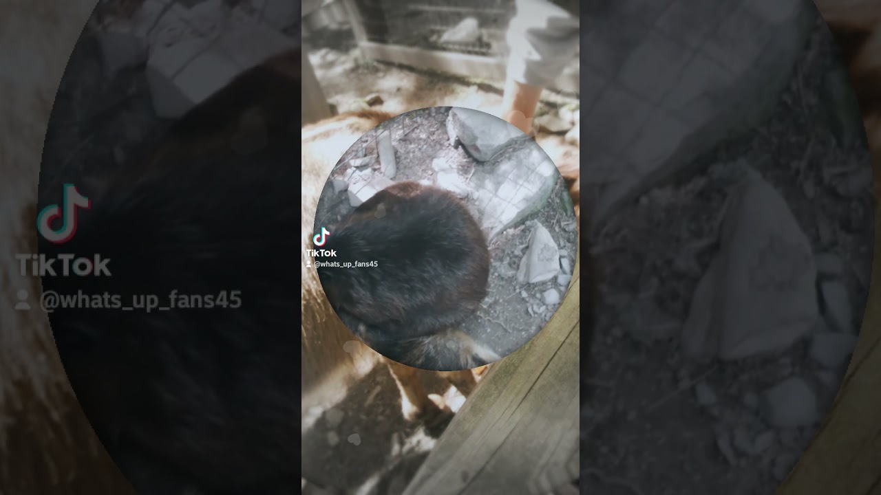 went to claws and paws and btw check out my YouTube an my tictok they will be in the coments