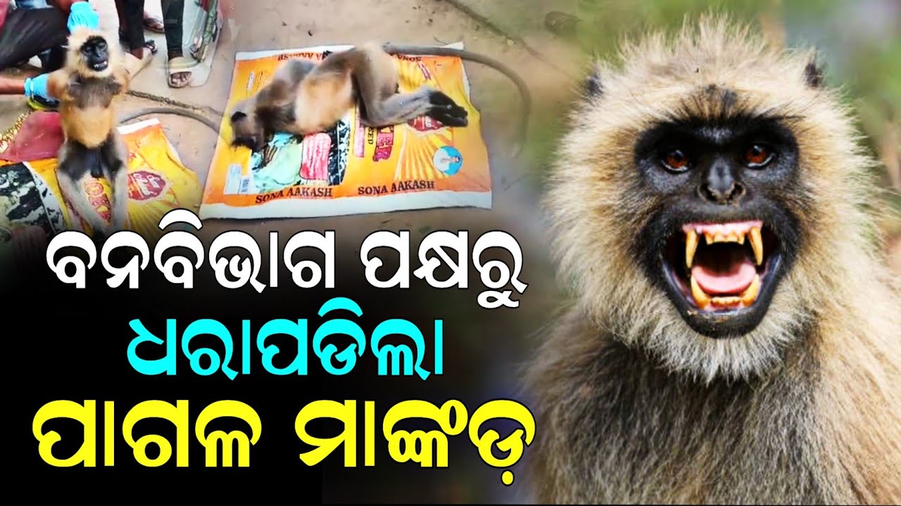 ତିନିଦିନ କସରତ୍ ପରେ ବନବିଭାଗ ଦ୍ଵାରା ଟ୍ରାଙ୍କୁଲାଇଜ୍ ହେଲା ଲହୁଲୁହାଣ କରୁଥିବା ପାଗଳ ମାଙ୍କଡ଼ ।