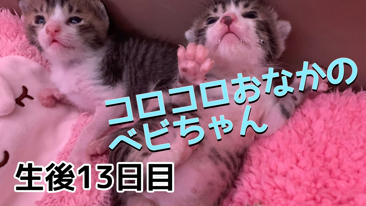 赤ちゃん猫の超キュートなコロコロお腹【ハナ・サク・モグ・レンの成長記録】生後13日目　Cat baby  13th day of life