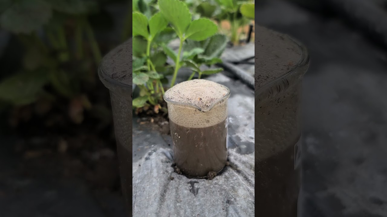 Cómo saber si el pH del suelo es ácido o alcalino 