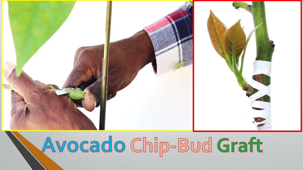 Avocado Chip-Bud Grafting