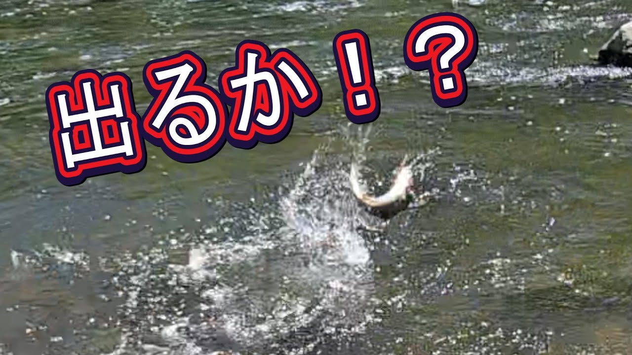 【出るか！？ビッグトラウト】宮川下流渓流釣り大会