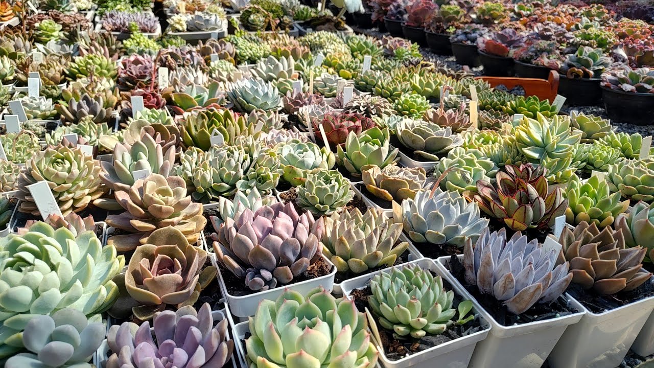 plantas compactas da coleção