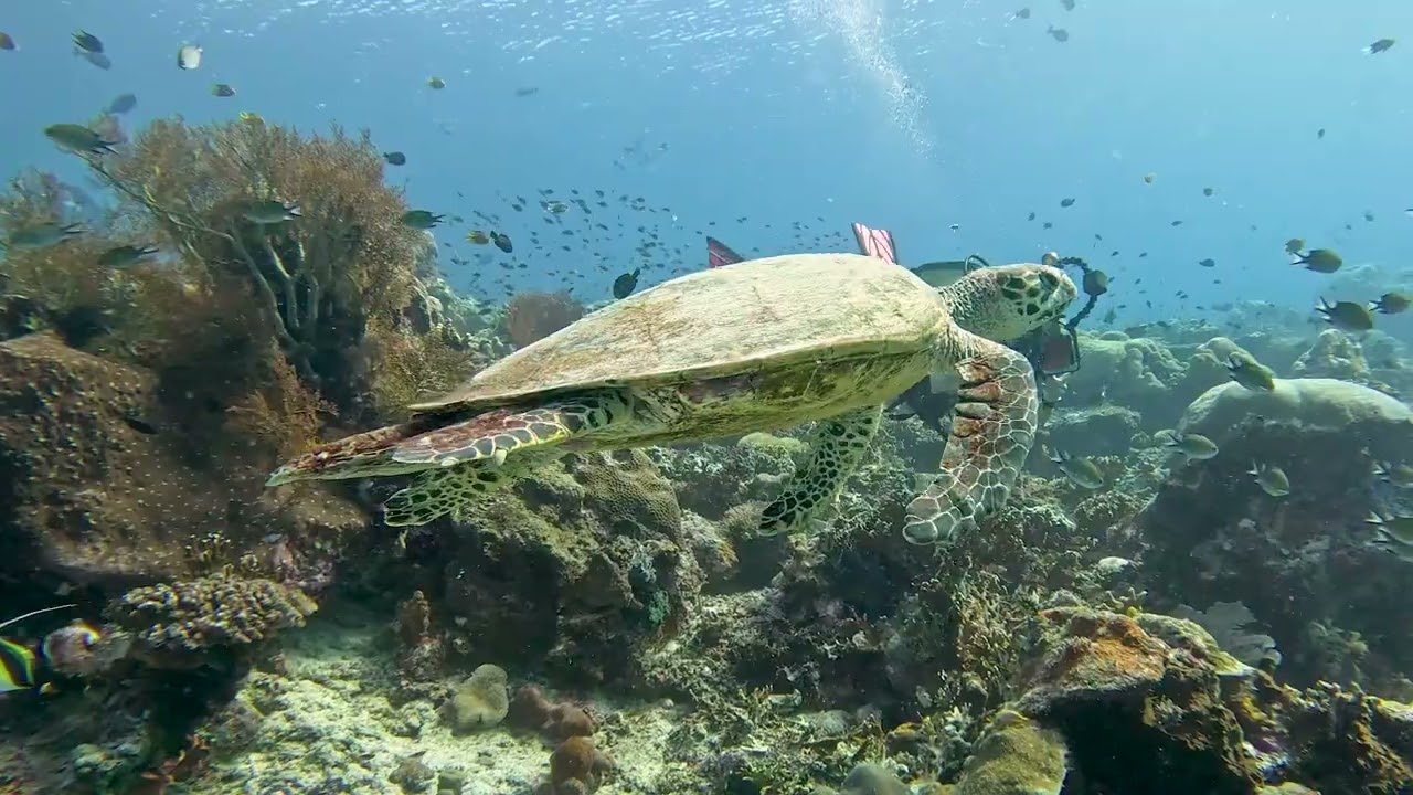 Dewi Nusantara Cruise 2518 All of Raja Ampat - Biodiversity Hotspot