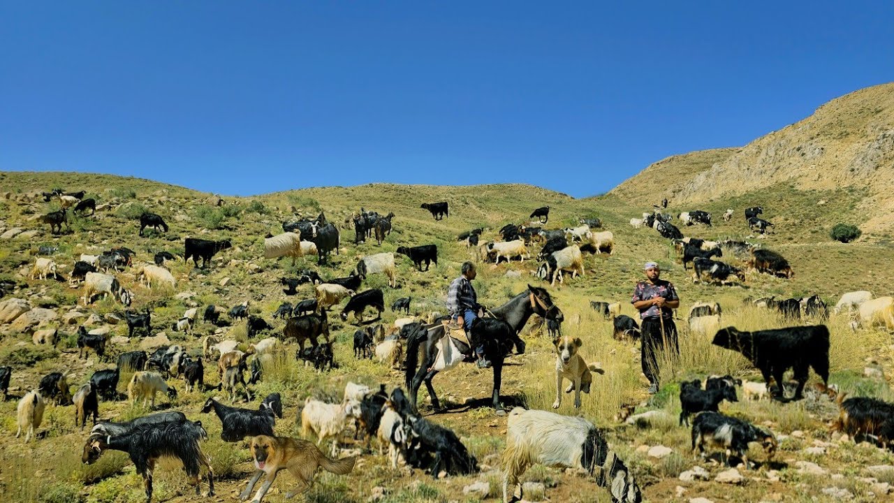 Iranian Nomadic Life | Adventure in the Zagros Mountains | Traditional Herding, Milking Goats