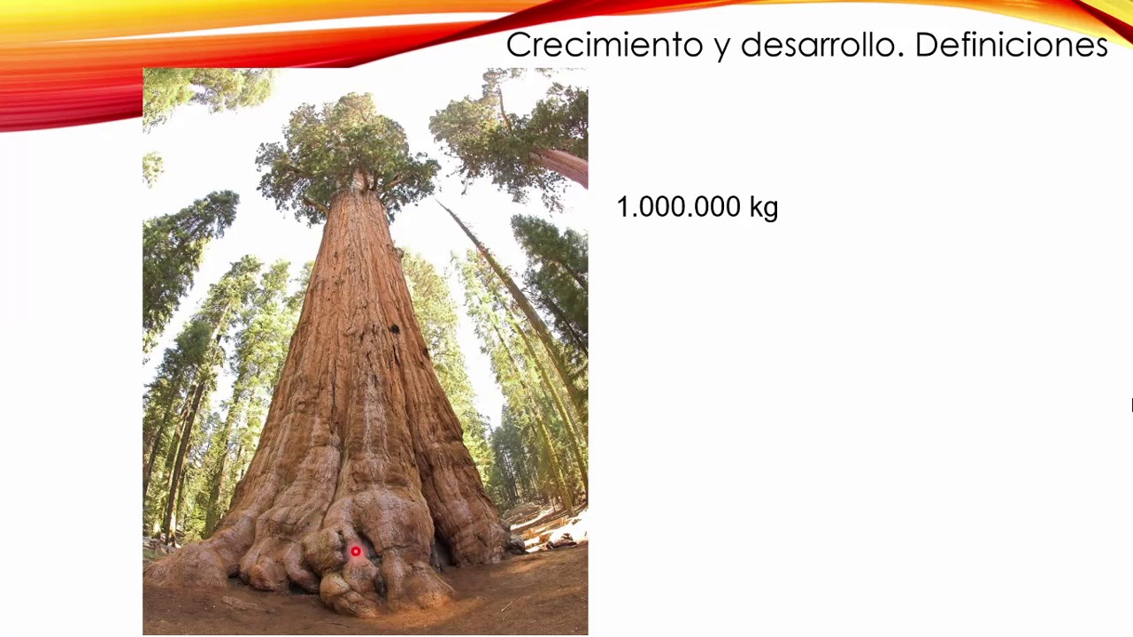 (FCA UNNE) Fisiología Vegetal - Crecimiento y Desarrollo Parte 1/2
