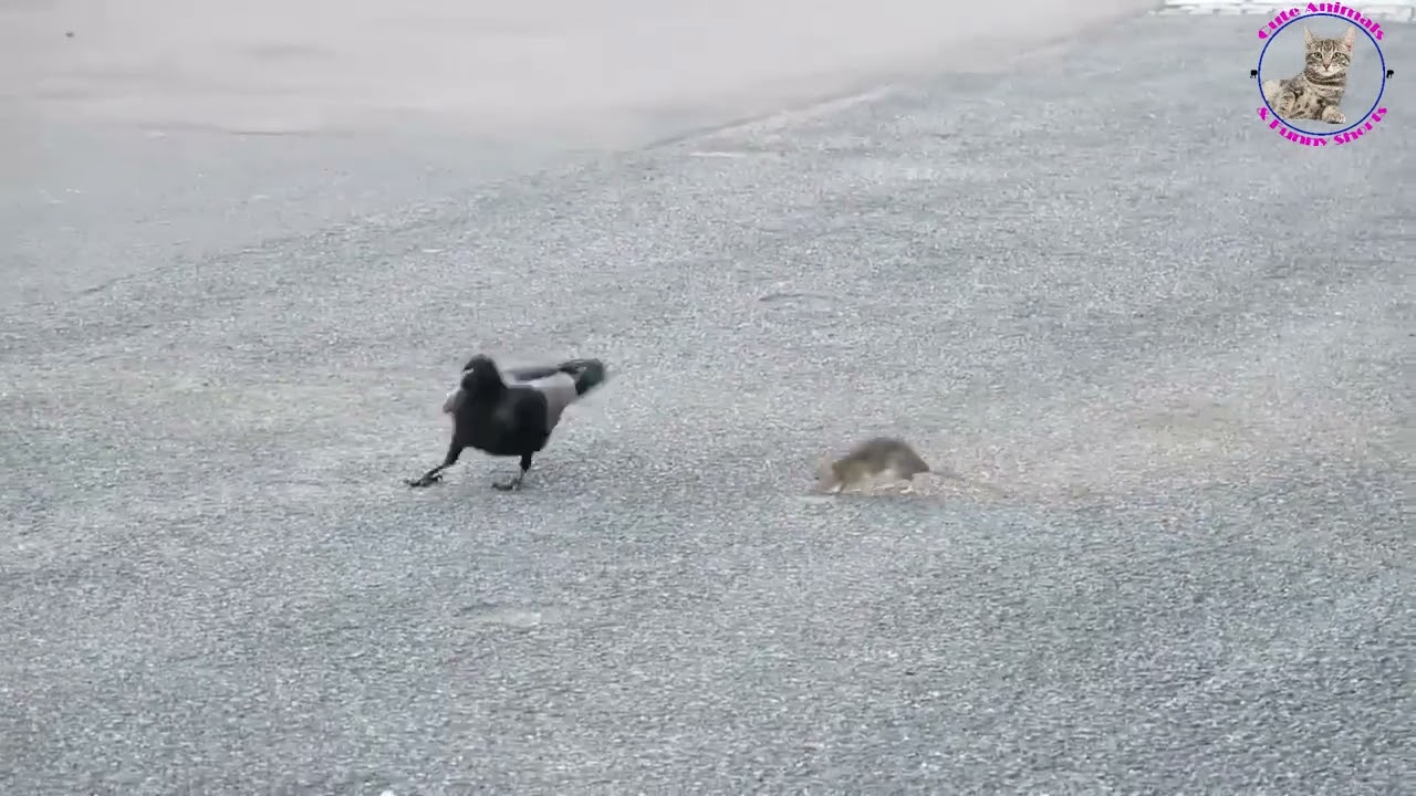 Fighting between crow and rat #animalfight #ratfight #crow #crowfight