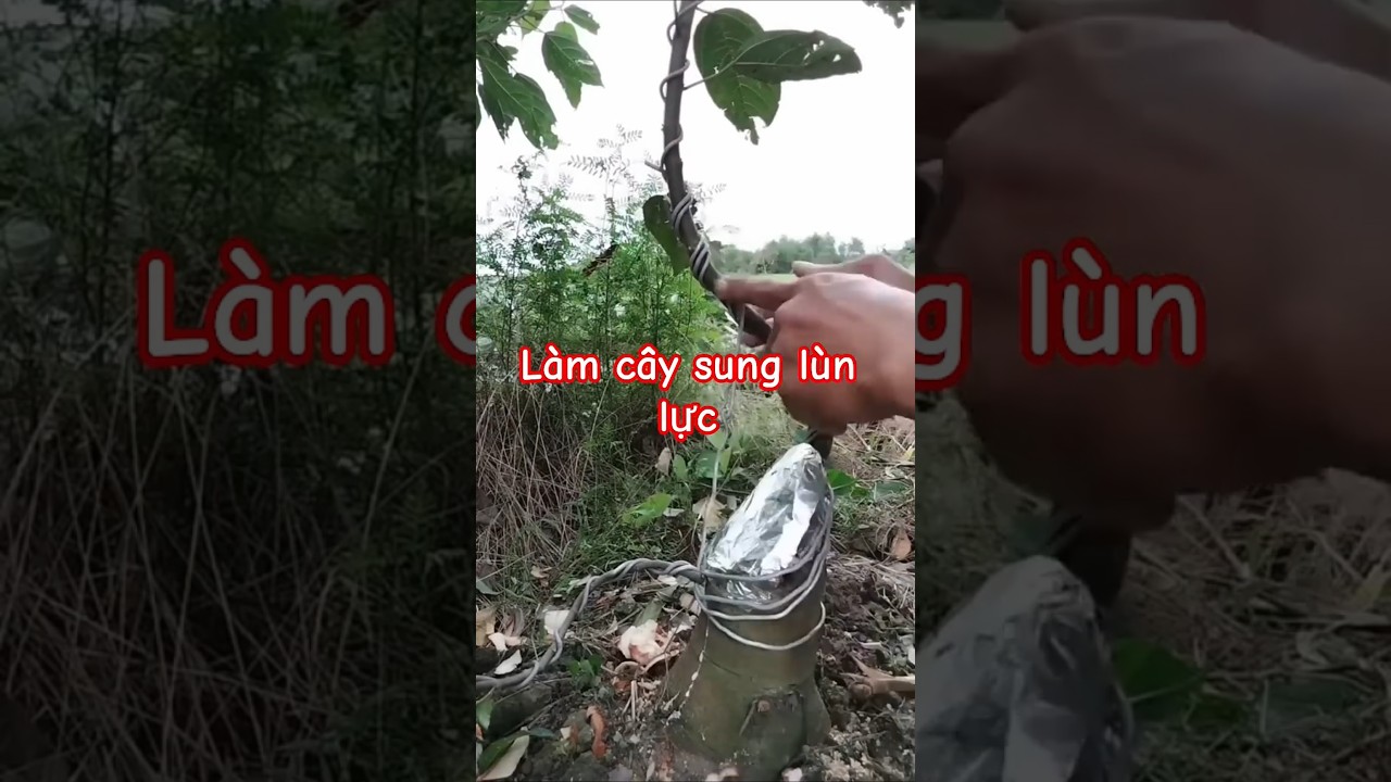 Creating a dwarf fig tree bonsai #figtree #bonsai #caycanhnghethuat
