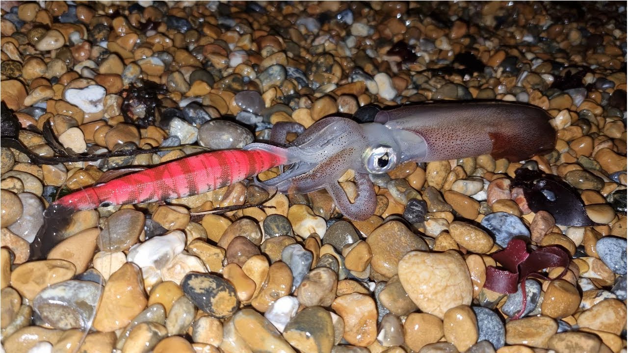 Squid Fishing UK, Jigging/luring for squid