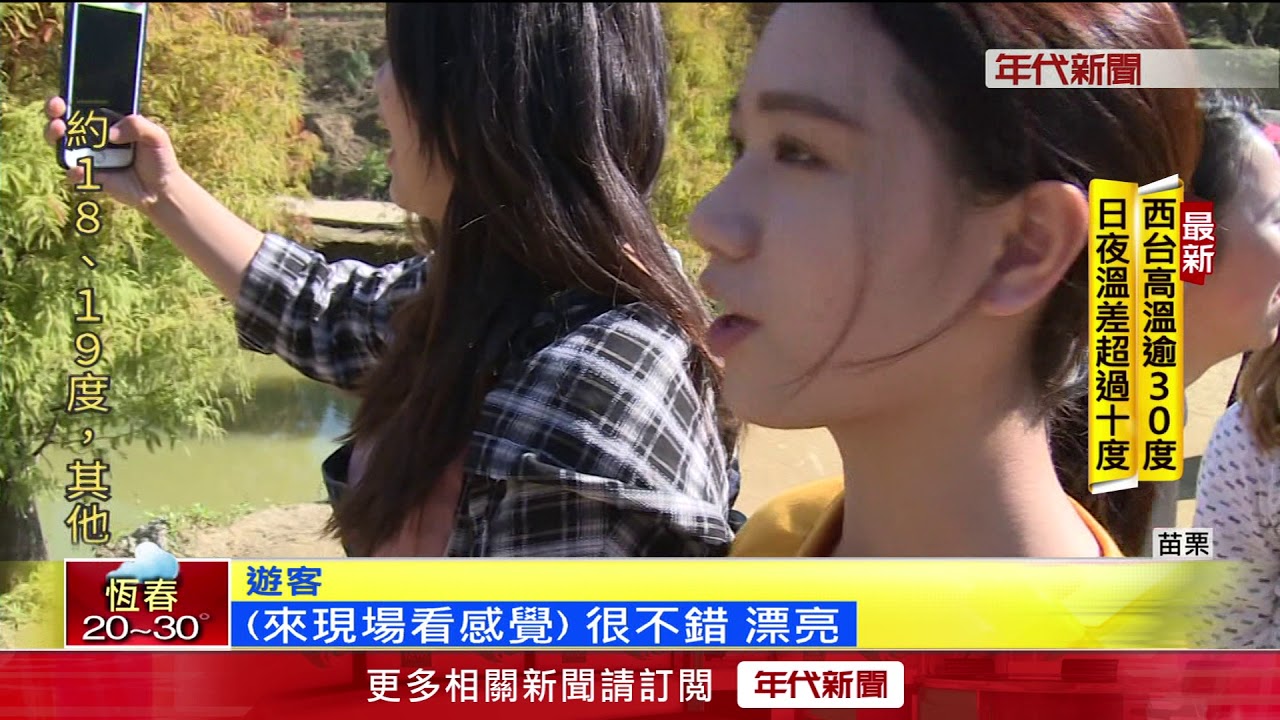 美如畫! 落羽松由綠轉紅 三灣鄉