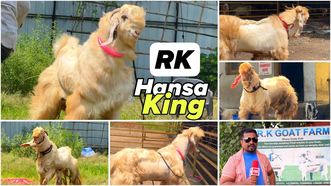 RK Goat Farm Series Part 1 - JP Hansa Collection & Palai Introduction, Mumbai