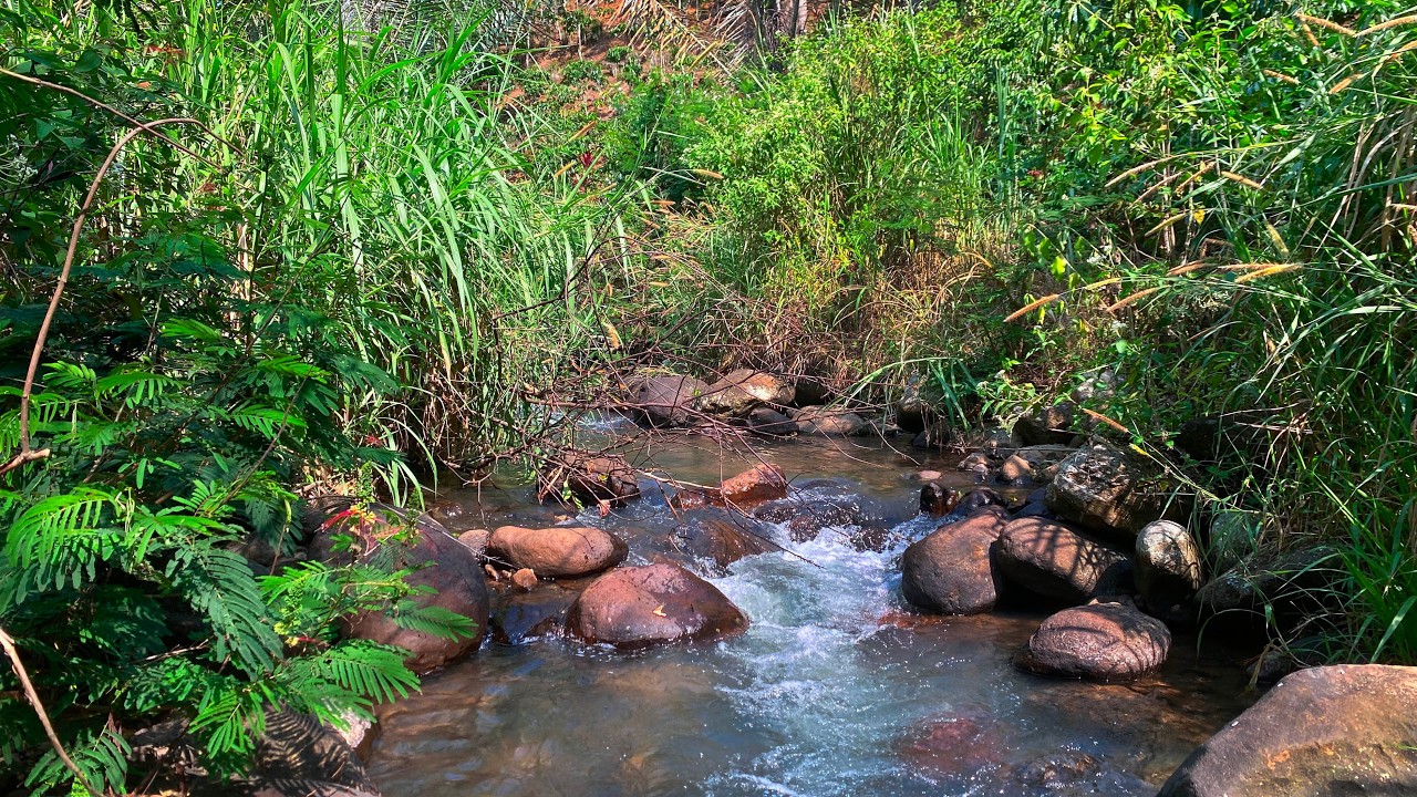 Fall Asleep Immediately with Calming Sound of Water Flow in a Peaceful Lush Forest Creek