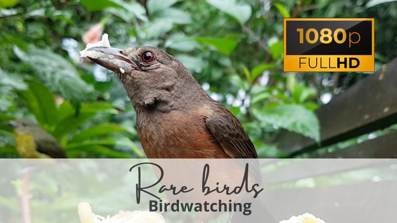 Hungry Birds - Birdwatching of Brazilian Species