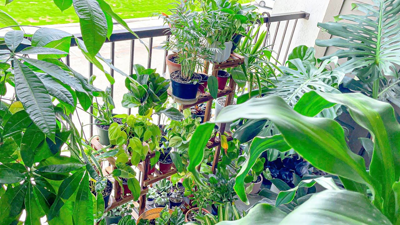 Balcony Apartment Houseplant Tour & Houseplant Updates | Why I Placed some Houseplants Outside