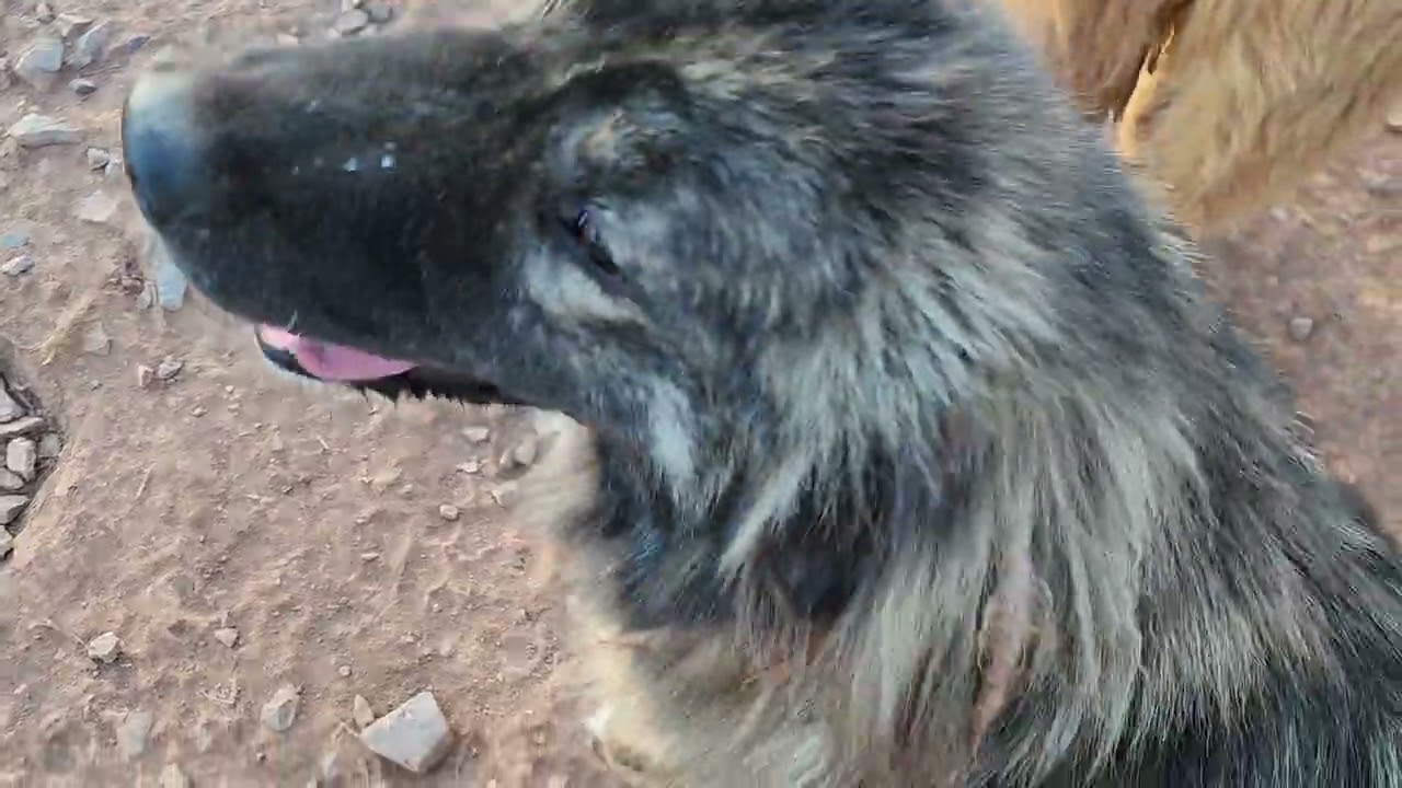 Irish Wolfhounds, Caucasian Ovcharka, aboriginal Tibetan Mastiff, Asian Bear, and Noble Bears