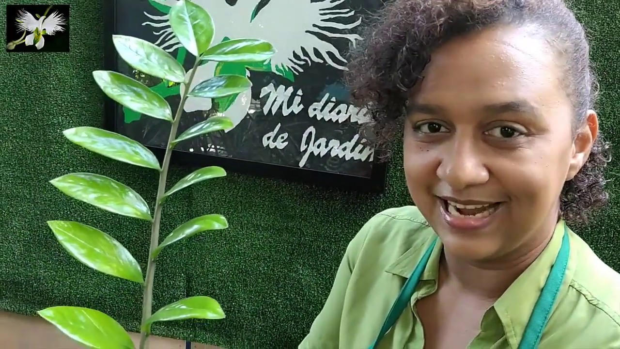 Como salvar una zamioculca, nuevas plantas, mi diario de jardin.