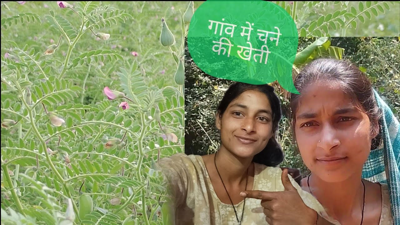 आज मैं गई चने के खेत में।🥰🥰@soniyaBhandarivlogs 