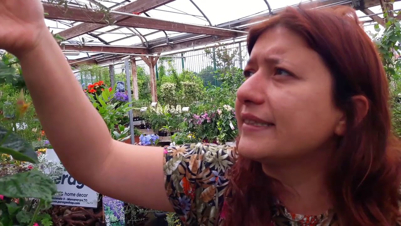 Consigli utili sulla coltivazione della mandevilla