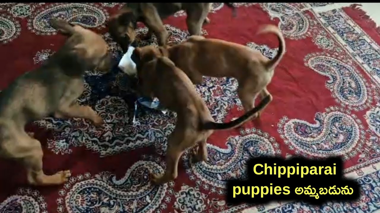 good quality Chippiparai puppies for sale in telugu/6305132272 /aj pets