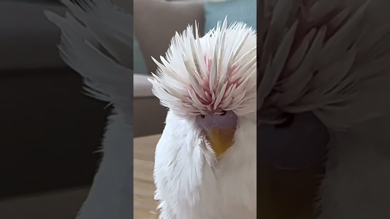 T&uuml;y d&ouml;k&uuml;m&uuml;nden sonra &ccedil;ıkan t&uuml;y kaps&uuml;lleri bir garip &ccedil;ıktı 😳 #feather #shortsyoutube