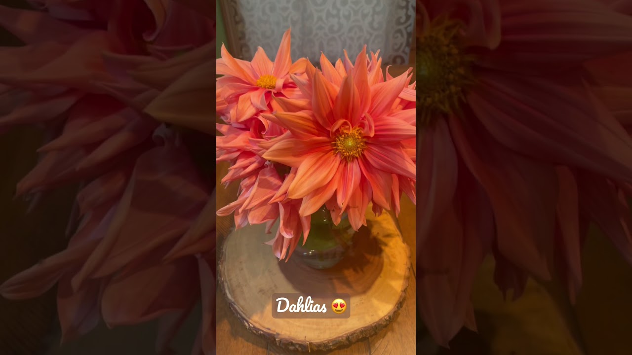 This will be the last blooms of the season. Beautiful massive flowers. #beautiful #flowers