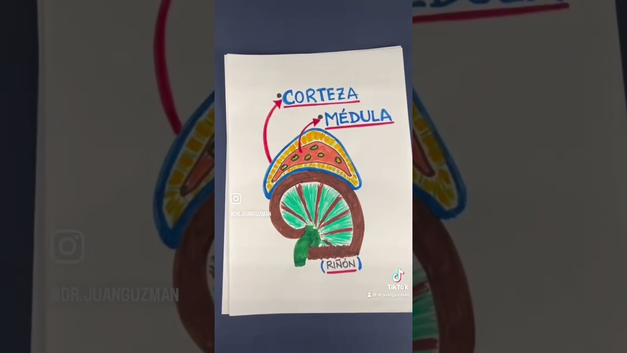 Gl&aacute;ndulas suprarrenales