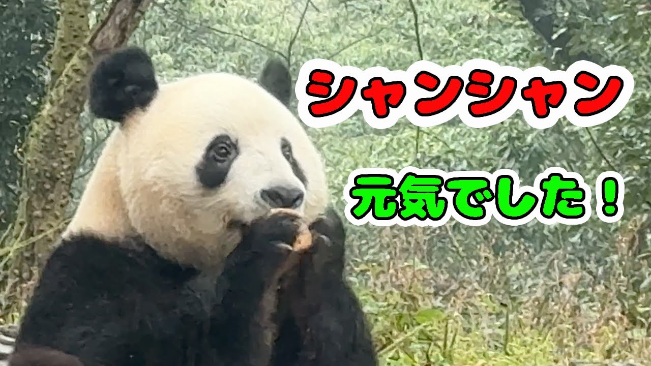 【シャンシャン】シャンシャンめっちゃ元気でした❣️もりもり食べるシャンシャン❣️