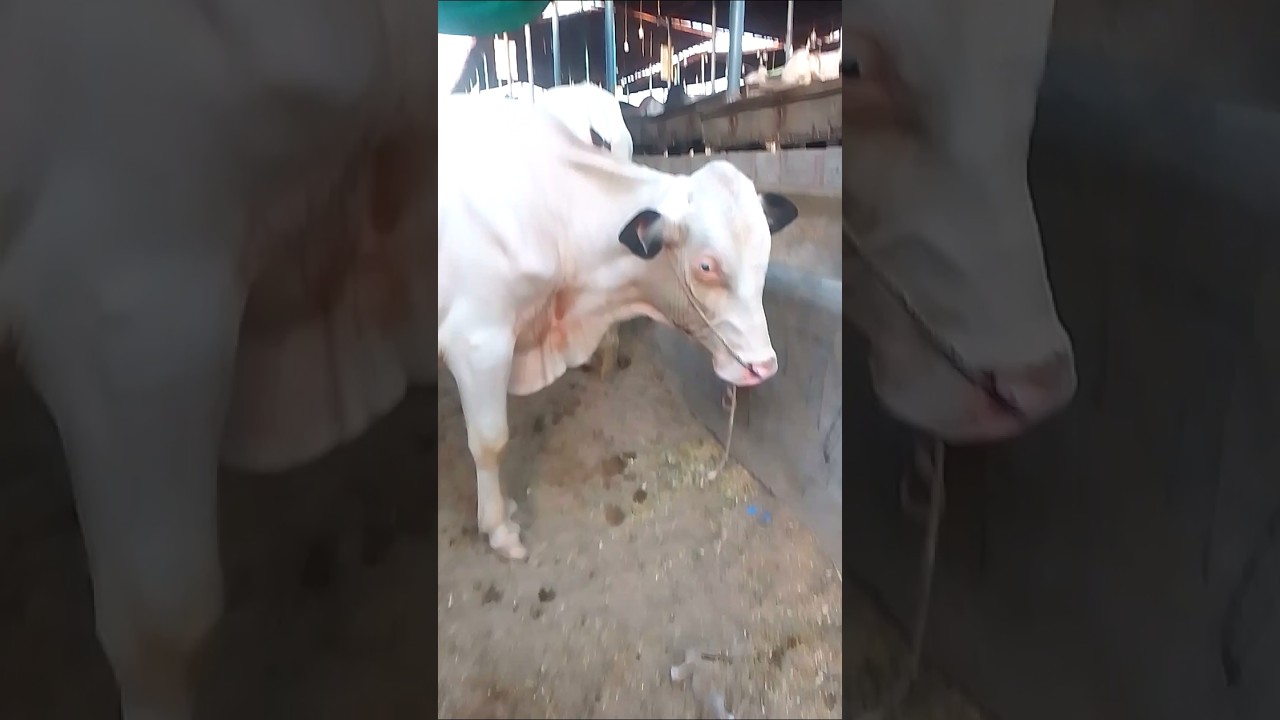 beautifulbull #shorts #youtubeshorts #Nukrabull #cowlover #cowmandi #qurbani2025 #cow #bulls