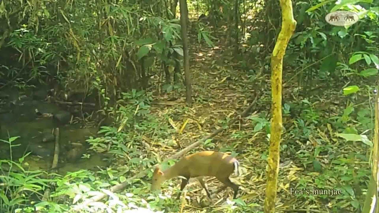 Gaur family, Malayan Tapir, Asian Golden Cat and plenty of other wildlife caught on camera traps!