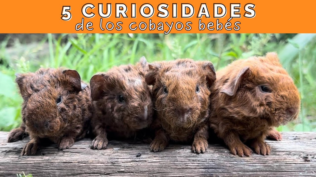 5 Curiosidades sobre los cobayos/cuyes bebés 🐹🐹🐹
