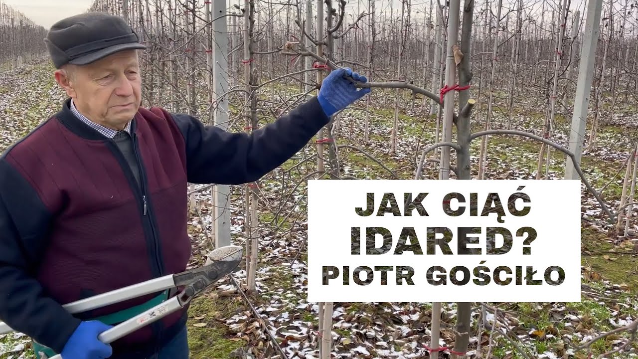 #59 Jak ciąć Idared? odc. 4 - Komunikat Sadowniczy Piotr Gościło