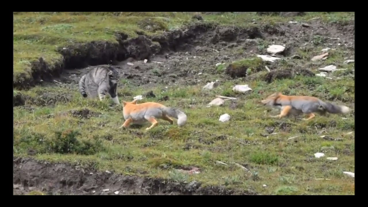 The battle of Tibetan foxes with a Pallas's cat in the mountains of China.
