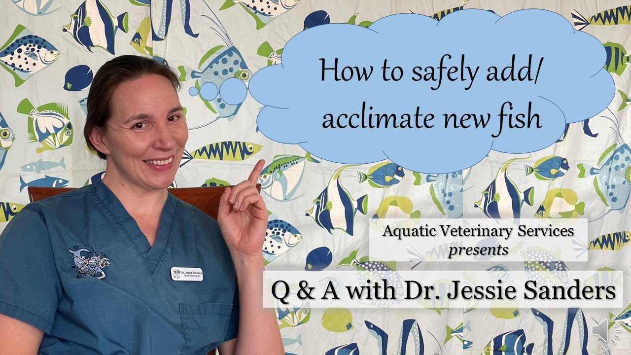 How to Safely Add and Acclimate New Fish