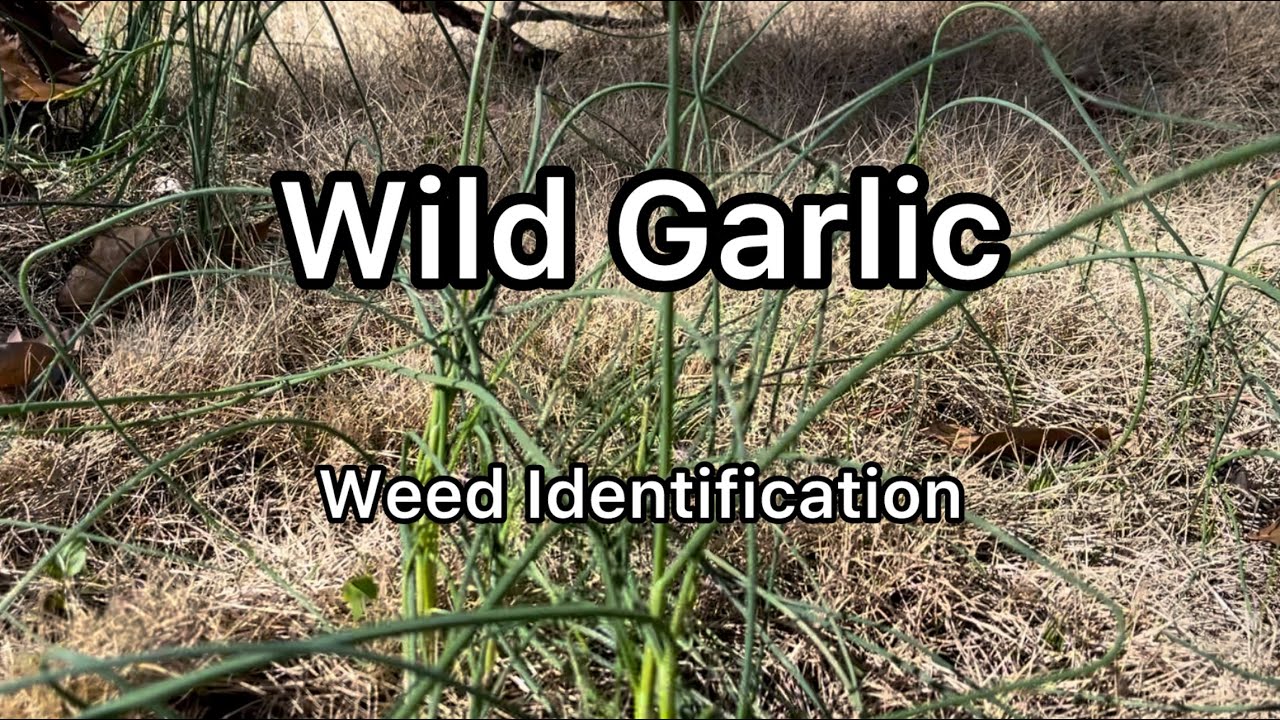 Wild Garlic. Weed Identification