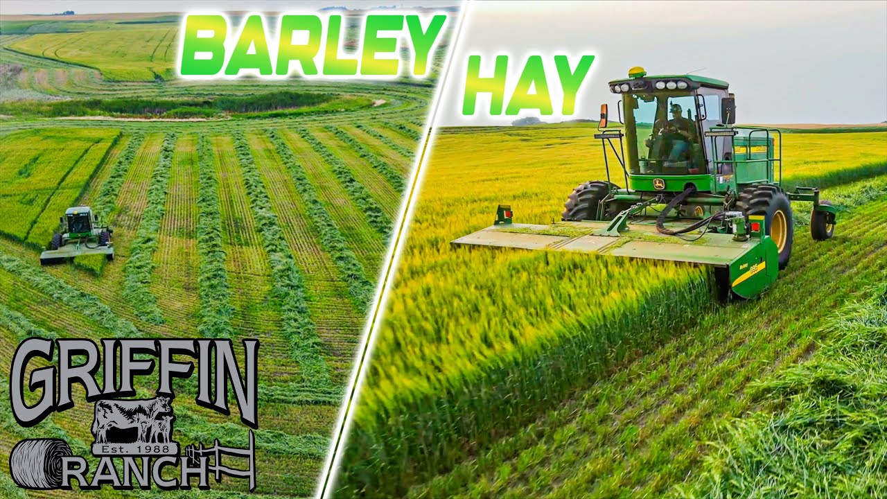 Cutting The Last Of The Barley And Oats Hay
