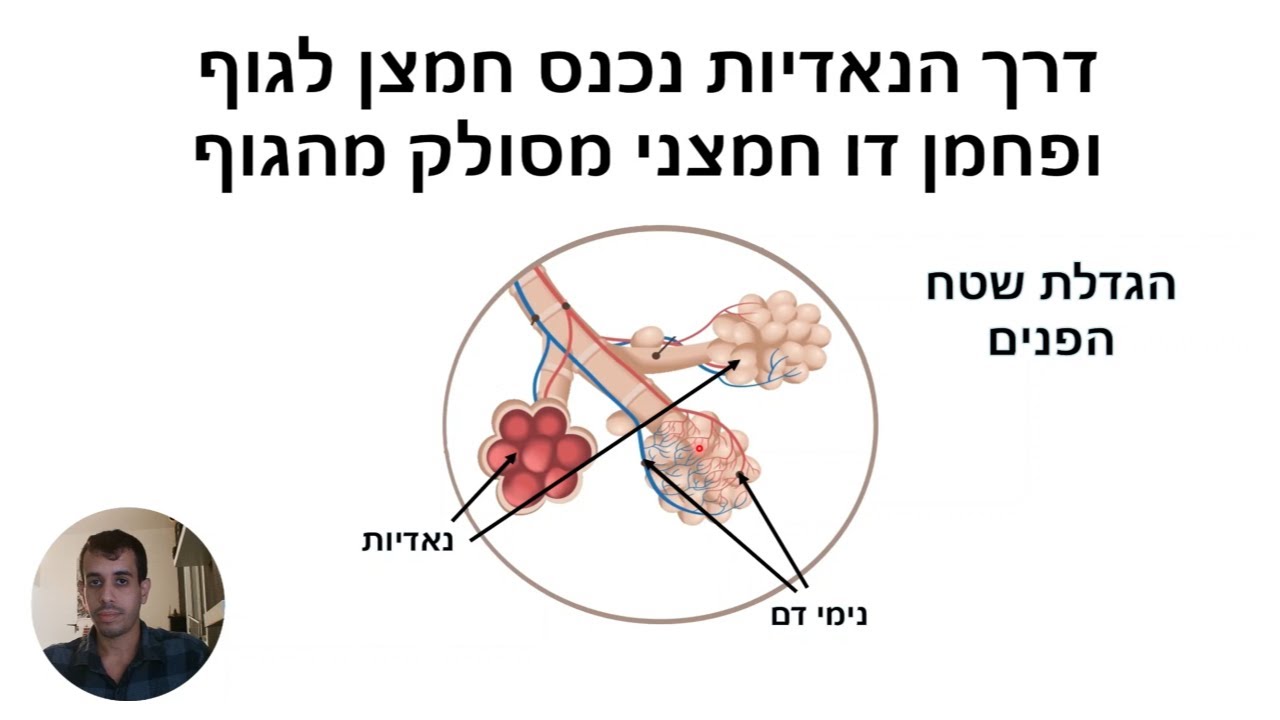 מערכת הנשימה - מבנה ותפקוד (לבגרות בביולוגיה)