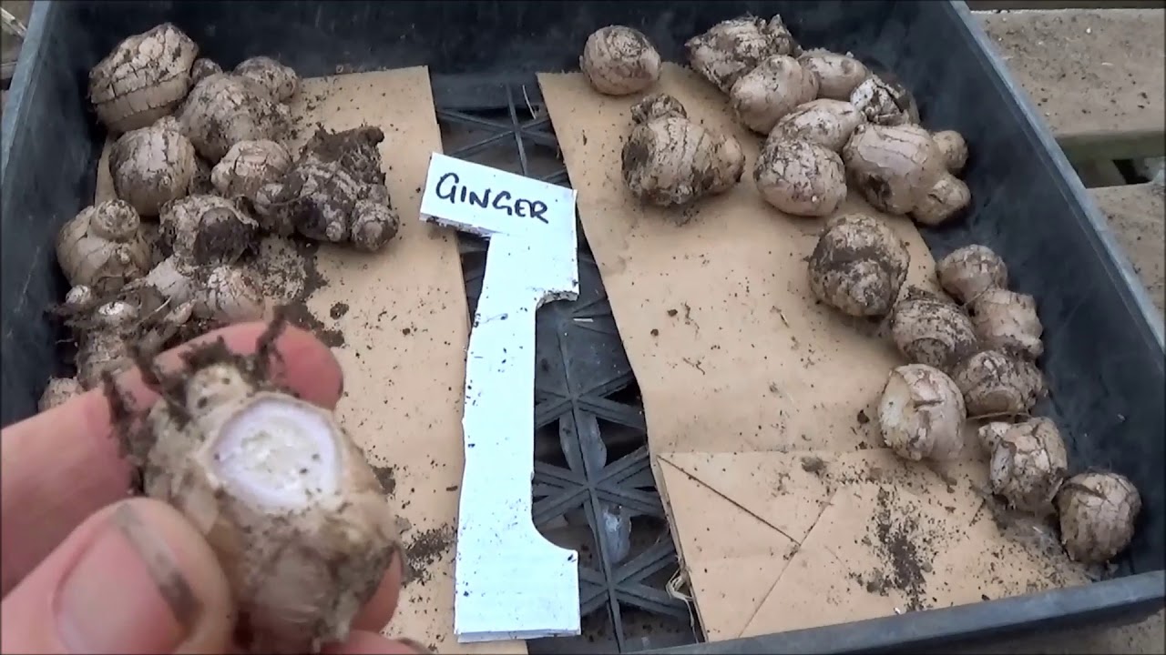 koanga ginger and turmeric harvest