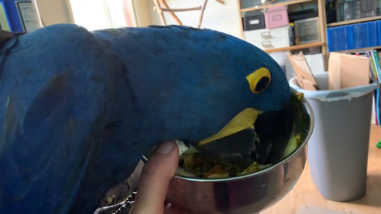 This bird is enjoying this breakfast like candy!
