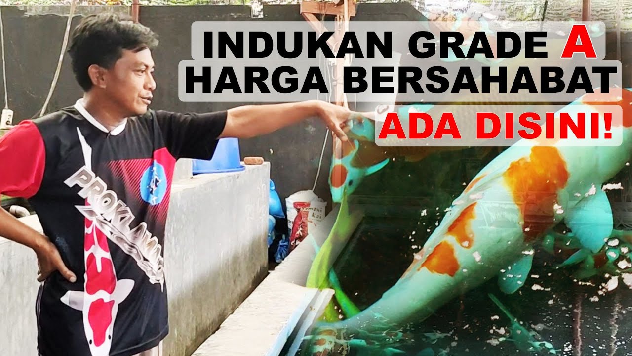 BERBURU HARGA INDUKAN KOI MURAH DAN BENTUK KOLAM DI PROKLAMATOR KOI BLITAR | HARGA IKAN KOI
